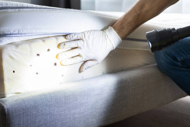 Best Wasp Removal Services  in Dumont, NJ