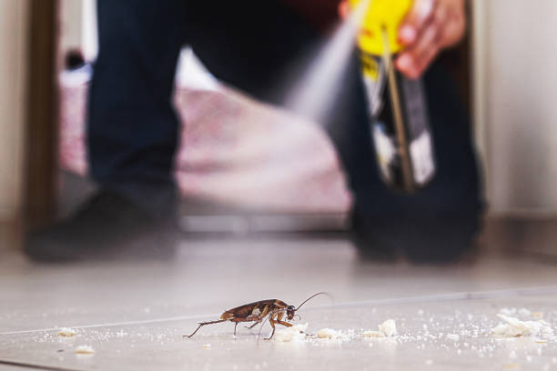 Best Spider Control Near Me  in Dumont, NJ